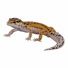 Gecko
