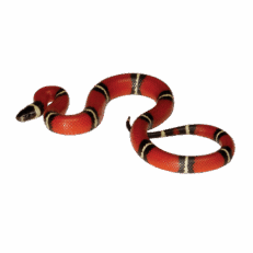 Milk Snake