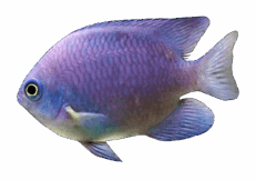 Ψάρι