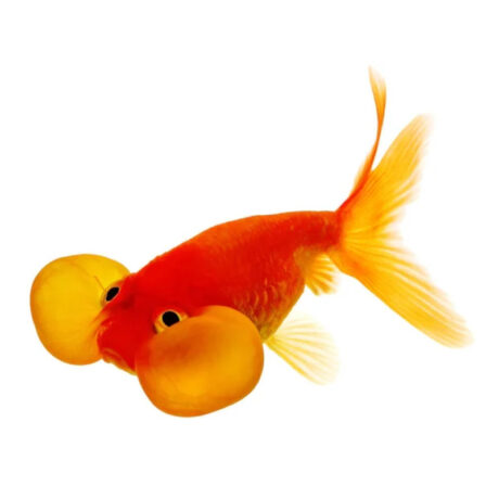 Χρυσόψαρα Bubble Eye