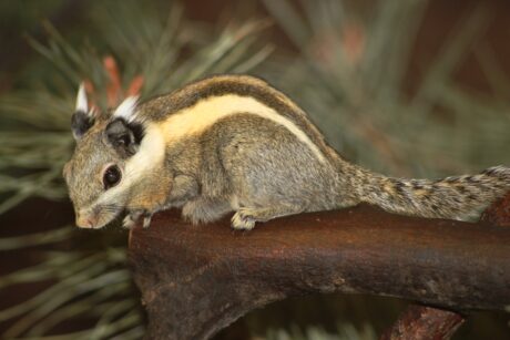 Himalayan Striped Σκίουρος