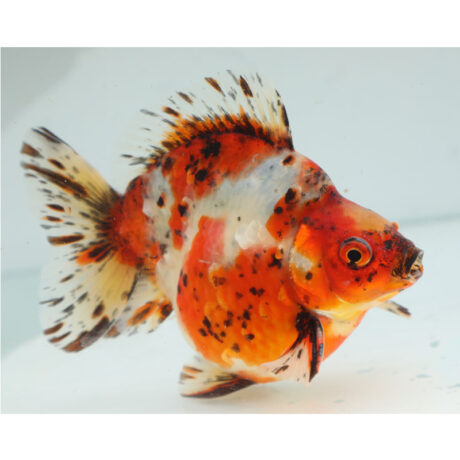 Χρυσόψαρα Calico Ryukin 8-10cm