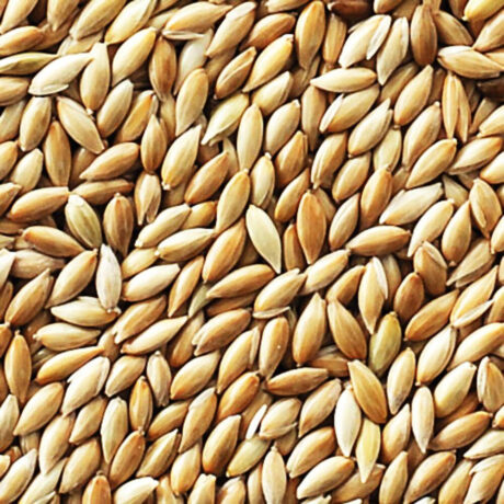Royal Vogelfutter Canary Seed 20kg