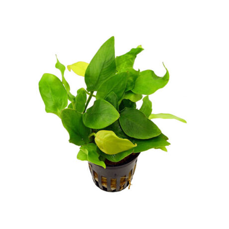 Anubias Barteri Nana Γλαστράκια