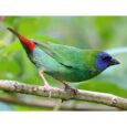 Blue Faced Parrotfinch-Pethellas
