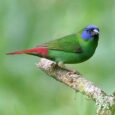 Blue Faced Parrotfinch-Pethellas1