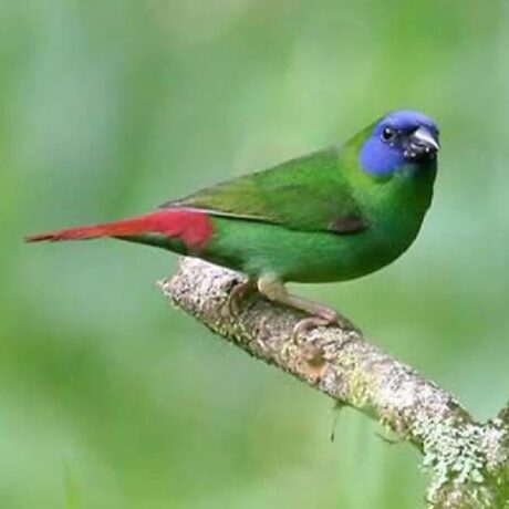 Blue Faced Parrotfinch (Μπλε-Πρόσωπο Parrotfinch)
