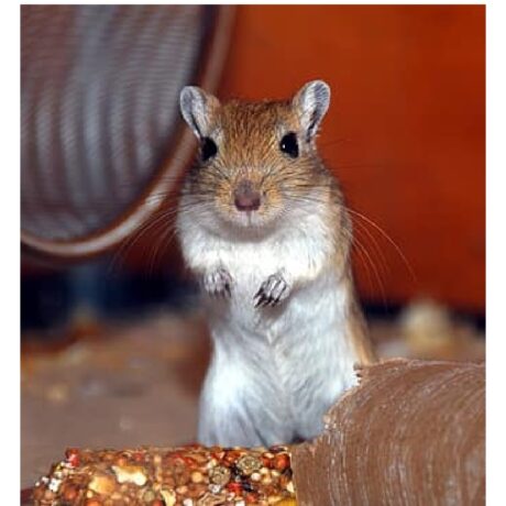 Τρωκτικό της Ερήμου Gerbil