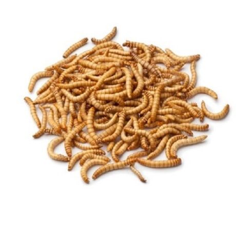 Ζωντανά Σκουλήκια Meal Worm 1kg