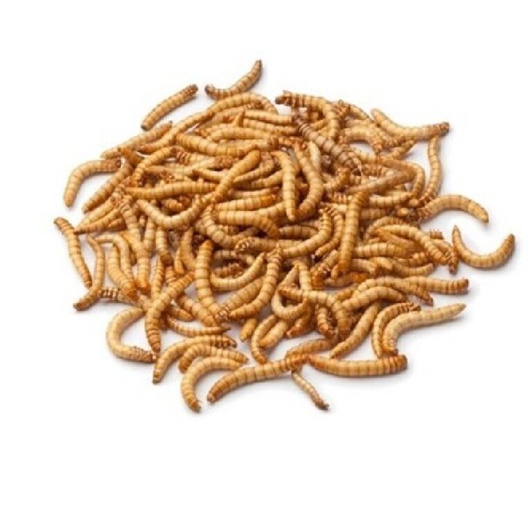 Meal Worm