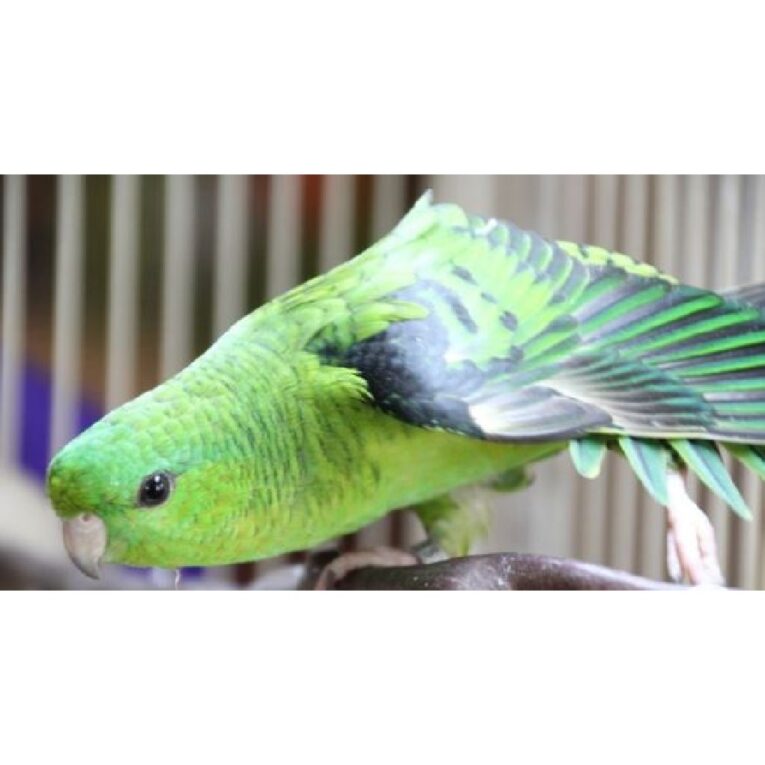 PETHELLAS_Παπαγαλάκια καθαρίνα πράσινα (Lineolated).