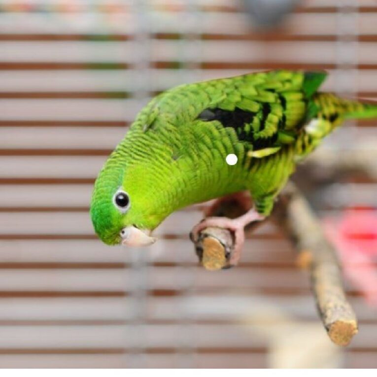 PETHELLAS_Παπαγαλάκια καθαρίνα πράσινα (Lineolated)