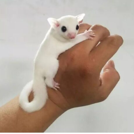 Σκιουράκια Sugar Glider White