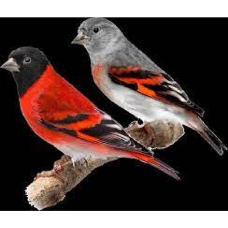 Σπίνος Red Siskin