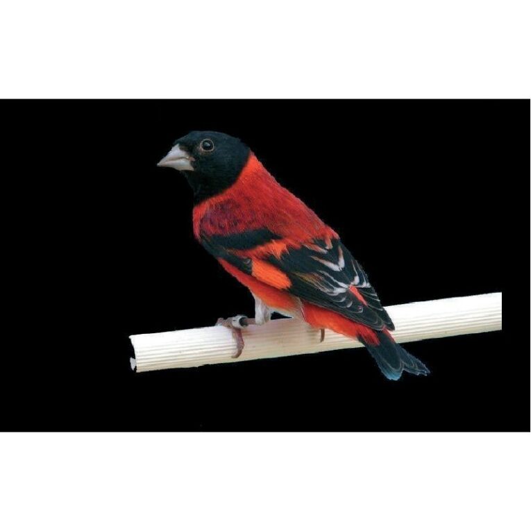 RED SISKIN ΚΑΝΑΡΙΝΙ (2)