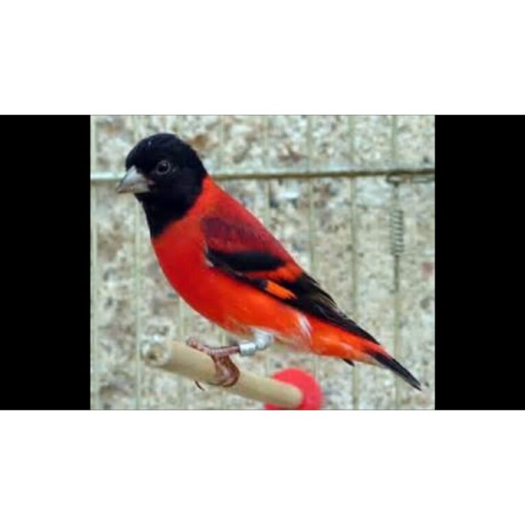 RED SISKIN ΚΑΝΑΡΙΝΙ