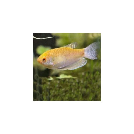 Gourami Golden 6-7cm