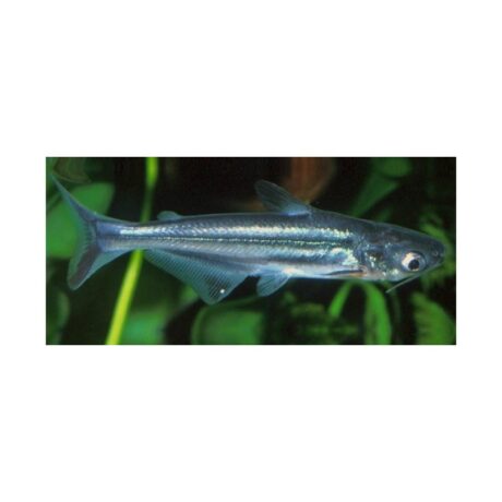 Καρχαρίας Pangasius 5-6 cm