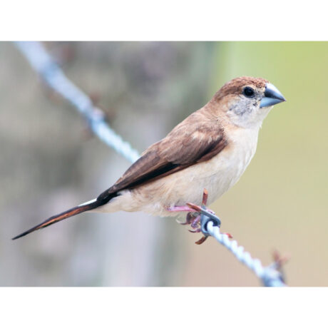 Ινδικός Ασημομύτης Silver Bill