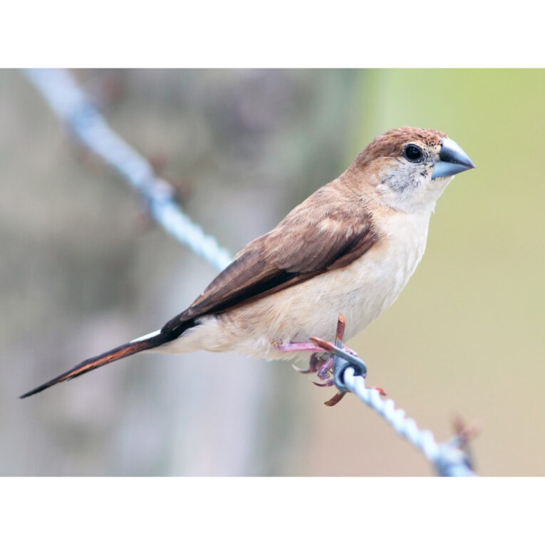 pethellas_Ινδικός Ασημομύτης (silver bill)