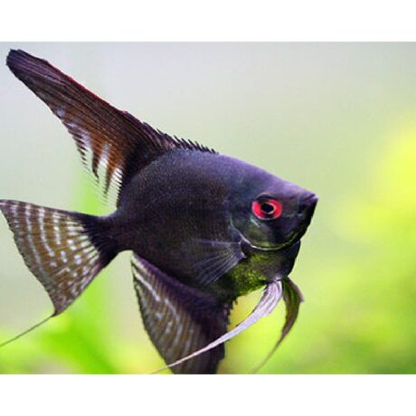 Σκαλάρια Black Velvet Medium