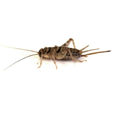 Achaeta Domestica Pinhea Γρύλοι 10Τμχ