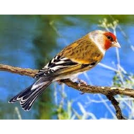 Καρδερινοκαναρίνια