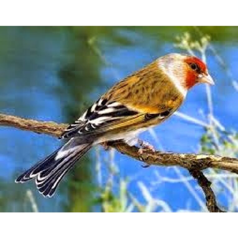 ΚΑΡΔΕΡΙΝΟΚΑΝΑΡΙΝΙΑ