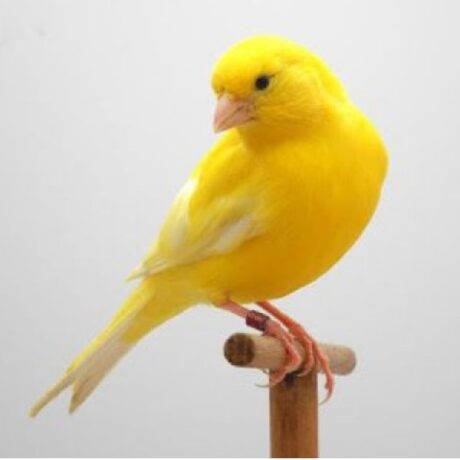 Καναρίνια Μαλινουά Αρσενικά​