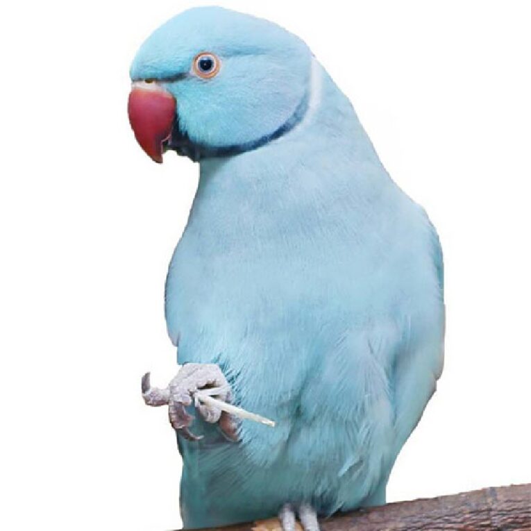 Παπαγάλος Ringneck ΜΠΛΕ