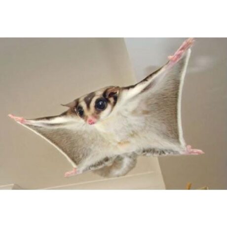 Σκιουράκια Sugar Glider