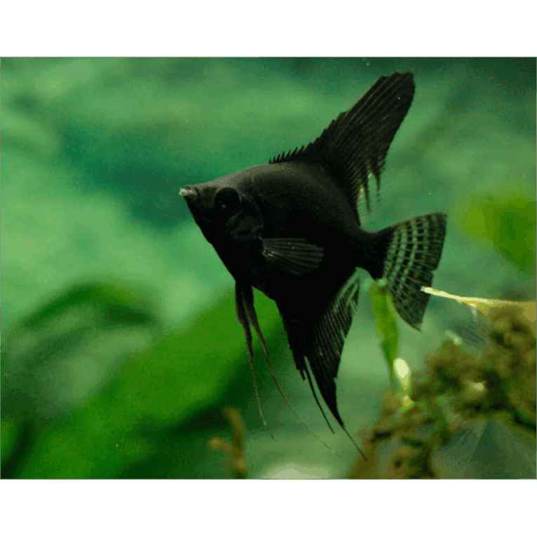 Σκαλάρια-Black-Velvet