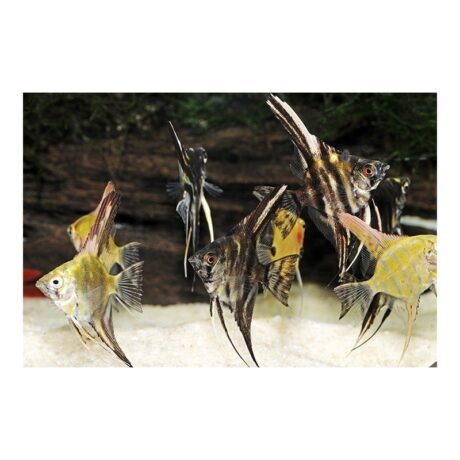 Σκαλάρια Mix 4-5cm