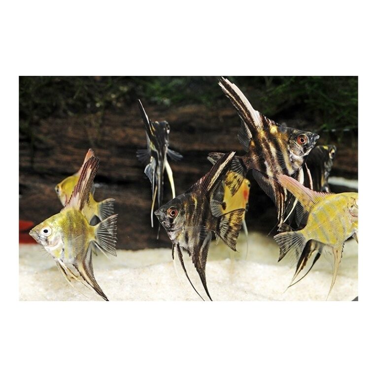 σκαλάρια-mix-3-4cm