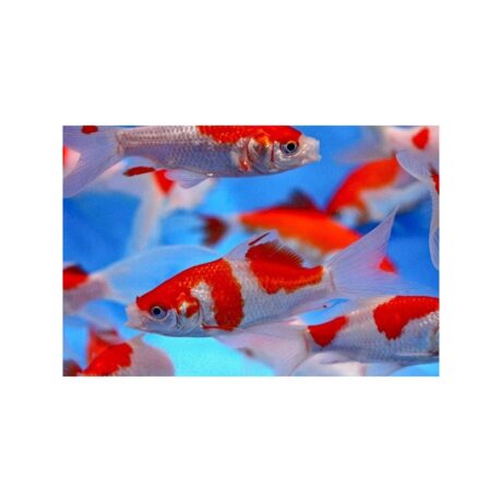 Χρυσόψαρο Ασπροκόκκινο Sarasa Comet 6-8cm