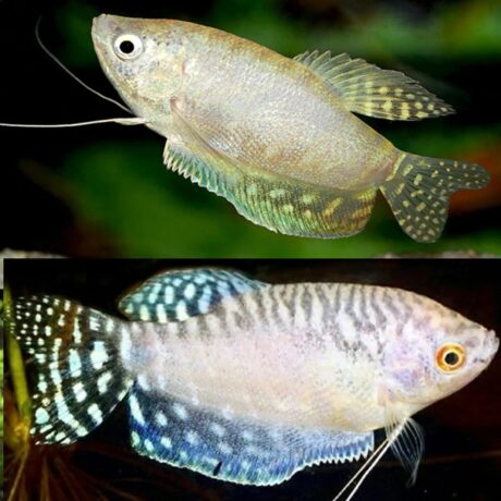 Gourami - Platinum Gourami (Trichopodus Trichopterus) 8-9 cm