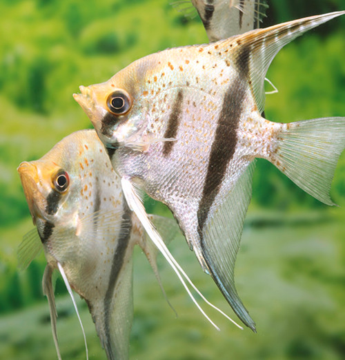 0-02-05-afb449a9c82554612c648162b6db0a992b6e3996f85c28f4b6851184de068fb5_1bdf6abef10fe119