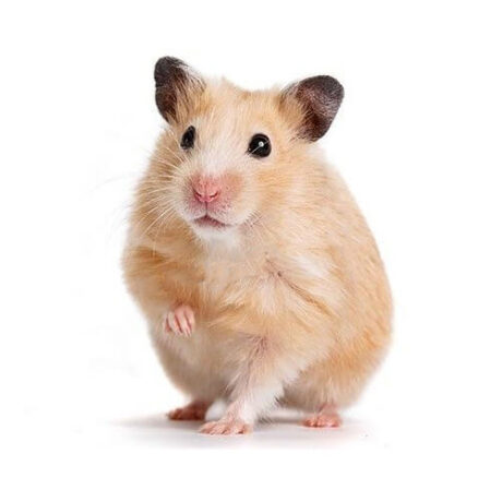 Χάμστερ Συρίας