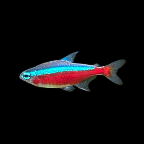 Cardinal Tetra M-L