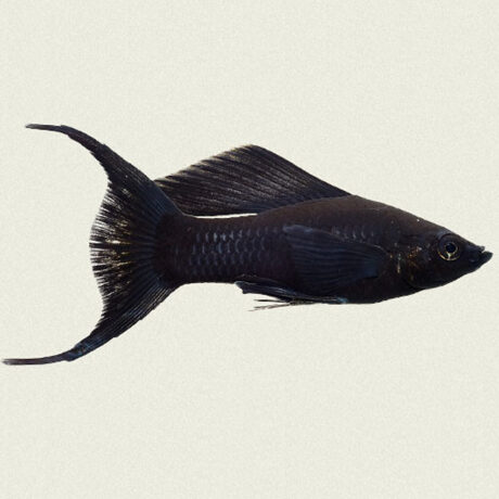 Black Lyretail Molly 3-4cm