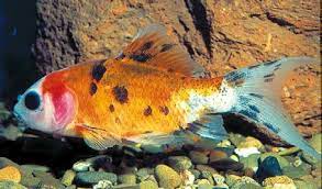 Χρυσόψαρα Σουμπούκιν Shubunkin Κίτρινο 4-5cm