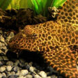 20250617163436_Zontana_Psaria_Plekostomos_Gimpiseps_Leoparnt_Amazon_Pleco_Pterygoplichthys_Gibbiceps_Hi_Fin_Red_Leopard_Plecostomus_6_7_Cm