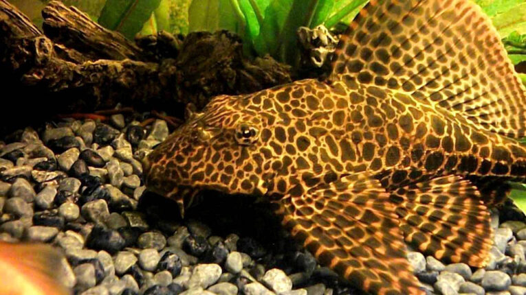 20250617163436_zontana_psaria_plekostomos_gimpiseps_leoparnt_amazon_pleco_pterygoplichthys_gibbiceps_hi_fin_red_leopard_plecostomus_6_7_cm