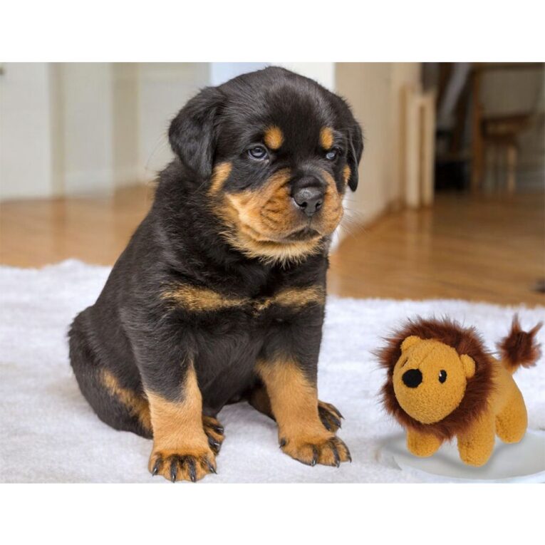 56aeca36-e7b2-11ef-90ea-00505697ce7a_5411468179316.SFR1