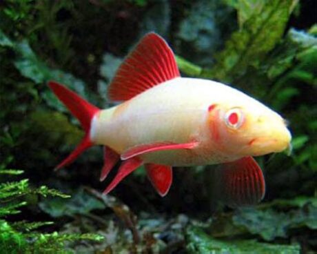 Albino Rainbow Shark