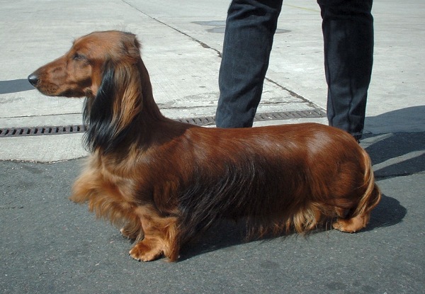 Dachshund2
