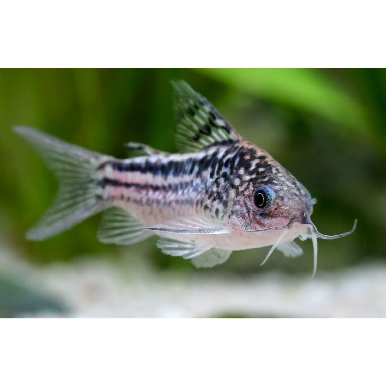 Elegant cory - Corydoras elegans-pethellas