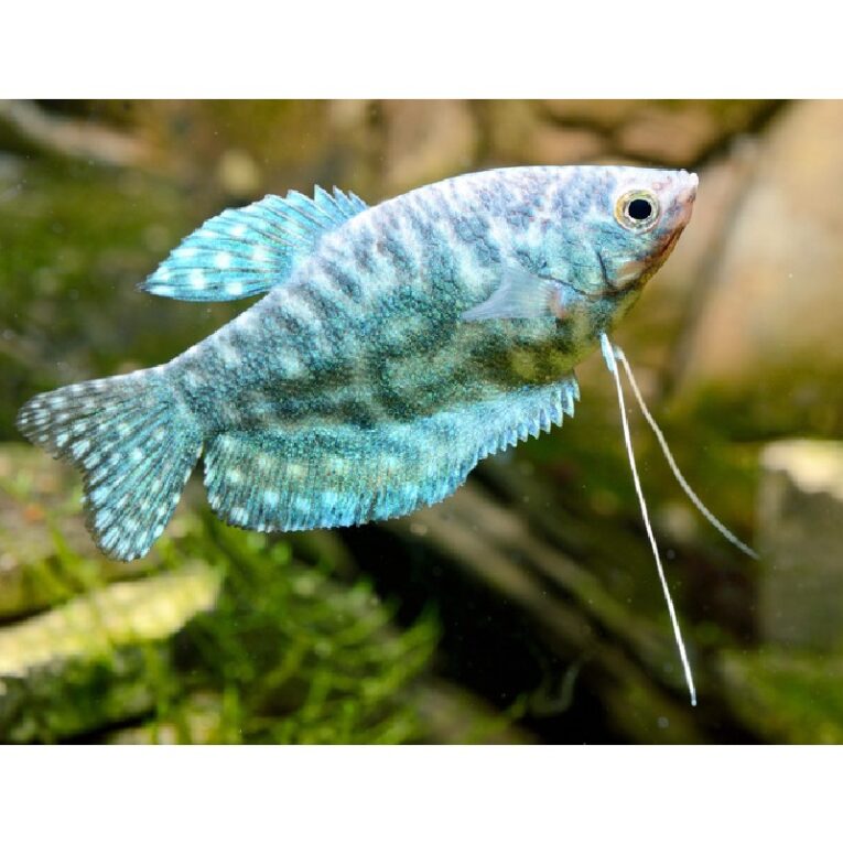 GOURAMI - OPALINE GOURAMI FISH