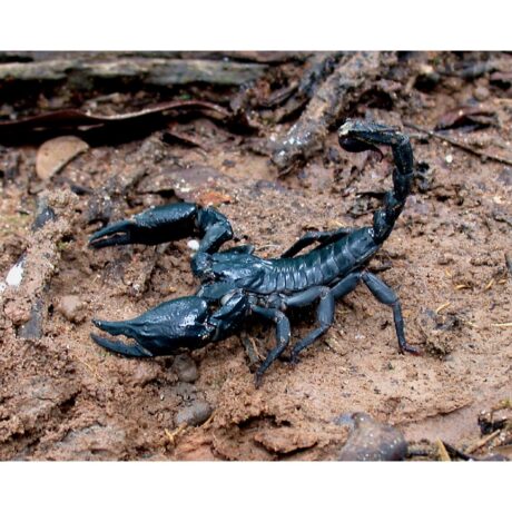 Heterometrus spinifer – Σκορπιός του δάσους της Μαλαισίας