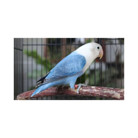 Παπαγαλάκια Love Birds Μπλε